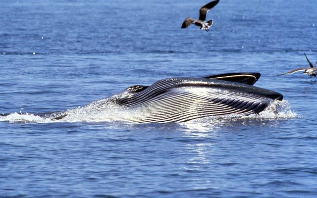 Our local but not so easy to find Bryde Whales