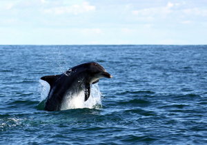 Eco Marine Safari - DEC to APR- Whales have left Walker Bay!