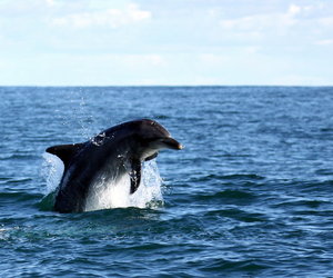 Eco Marine Safari - DEC to APR- Whales have left Walker Bay!
