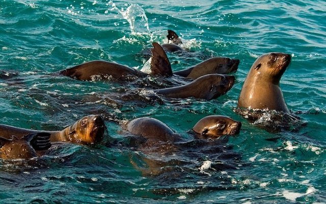Cape Fur Seals