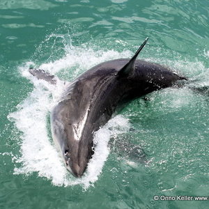 20141205_SF_Trip1_OKeller_IMG_0041_JPG