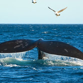 Whale watching with Gansbaai Adventures