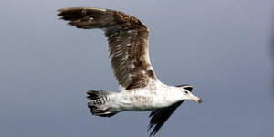 Looks like a young sea gull