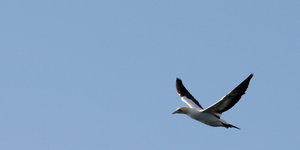 Cape Gannet