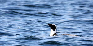 African Penguin