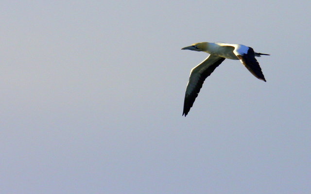 Cape Gannet