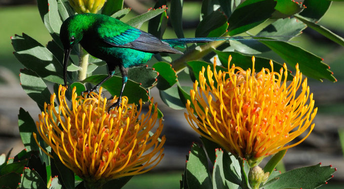 MalachitePincushion_high_res