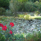 Lakes and Lilly Pads
