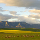 Riviersonderend Mountain Sheep