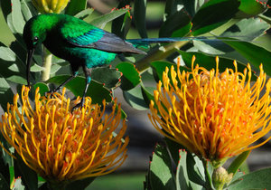 Bird Watching in Greyton