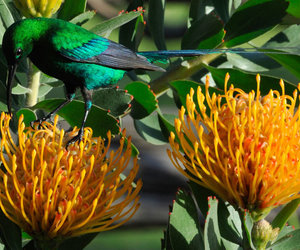 Bird Watching in Greyton
