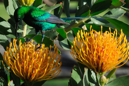 MalachitePincushion_high_res_1