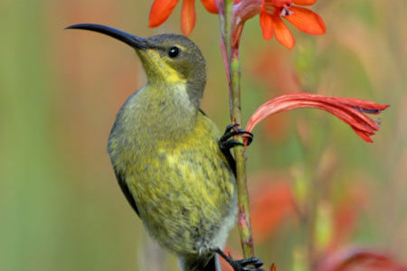 bird_flower_kock_highres