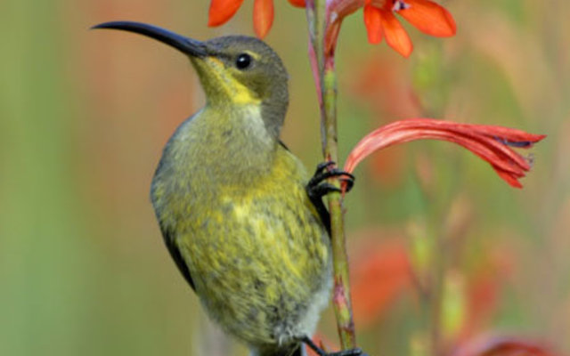 bird_flower_kock_highres