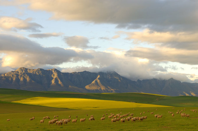 RiviersonderendMtnsSheep-Kock_highres