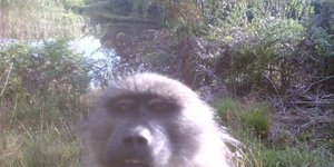 Baboon selfie with our camera trap