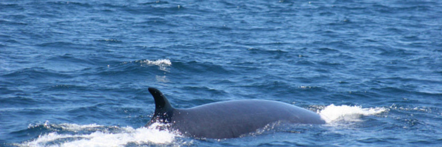 Brydes Whale