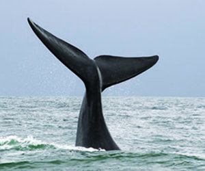 10 Things you didn't know about Romansbaai Beach & Fynbos Estate