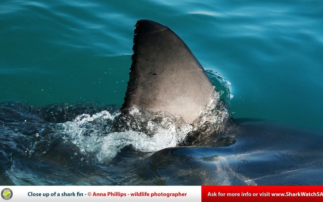 Dorsal fin - Used for shark Identification