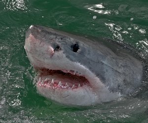 Discover and Protect