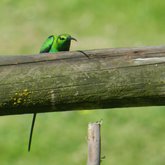 Birds in the Overberg