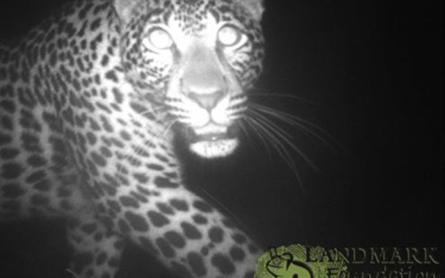 leopard_fb_1