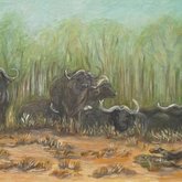 Gansbaai - Petro Shingalana - Buffalo Herd