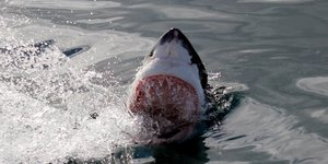 Great White Shark