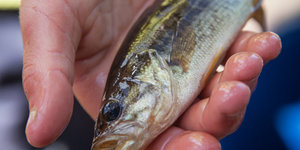 Fishing at Lomond Dam