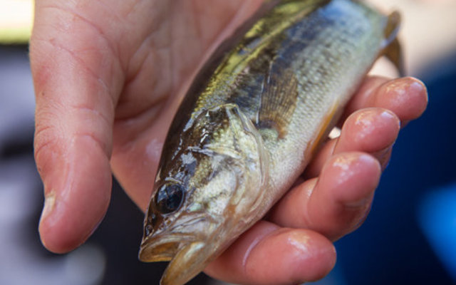 Fishing at Lomond Dam