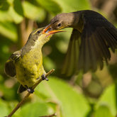 Birds at Felicita Farm