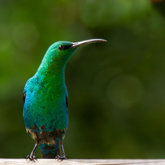 Birds at Felicita Farm