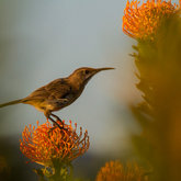 Birds at Felicita Farm