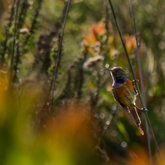 Birds at Felicita Farm