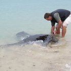 Feeding Sting-ray in Struisbaai Harbour