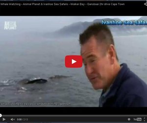 Animal Planet partners with Ivanhoe Sea Safaris