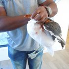 Kelp Gull rescue