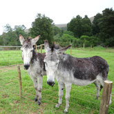 Permanent residents  on Hemelsbreed 1