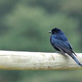 Permanent residents on Hemelsbreed 2