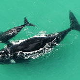 De Hoop Marine protected area celebrates 30 years this year - De Hoop Collection - Xplorioâ„¢ Bredasdorp