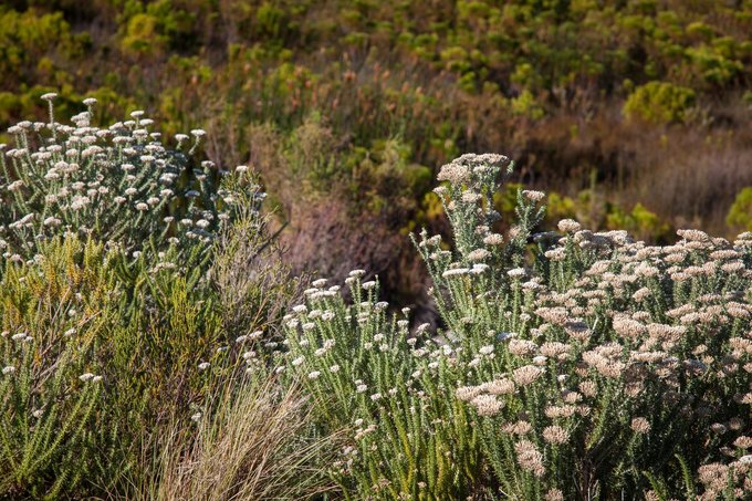 kogelberg-fynbos