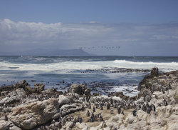 2. Stony Point Penguin Colony