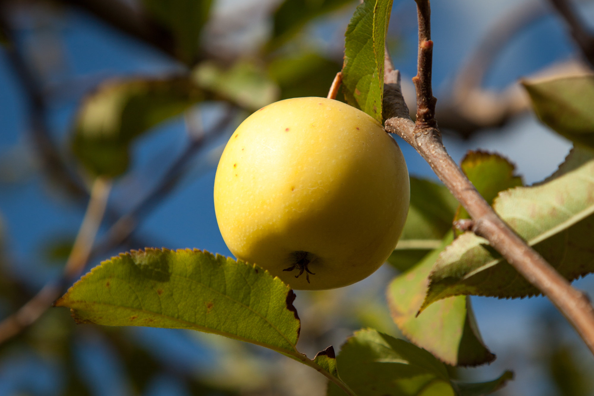 Grabouw-Elgin-Apple-01