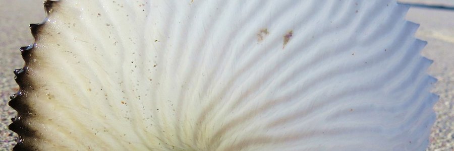 Paper Nautilus shell