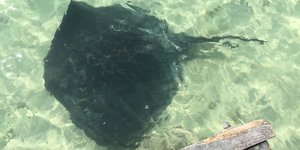 String-ray at Struisbaai