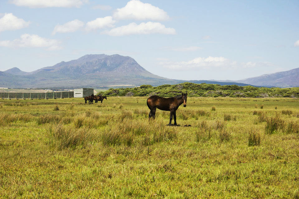 rooisand-nature-reserve-horse