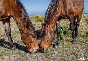 The Wild Horses of Rooisand Nature Reserve