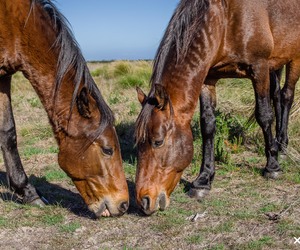 The Wild Horses of Rooisand Nature Reserve