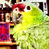 Poppie at the Agulhas Backpackers in Struisbaai