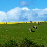 Canola fields with grazing sheep